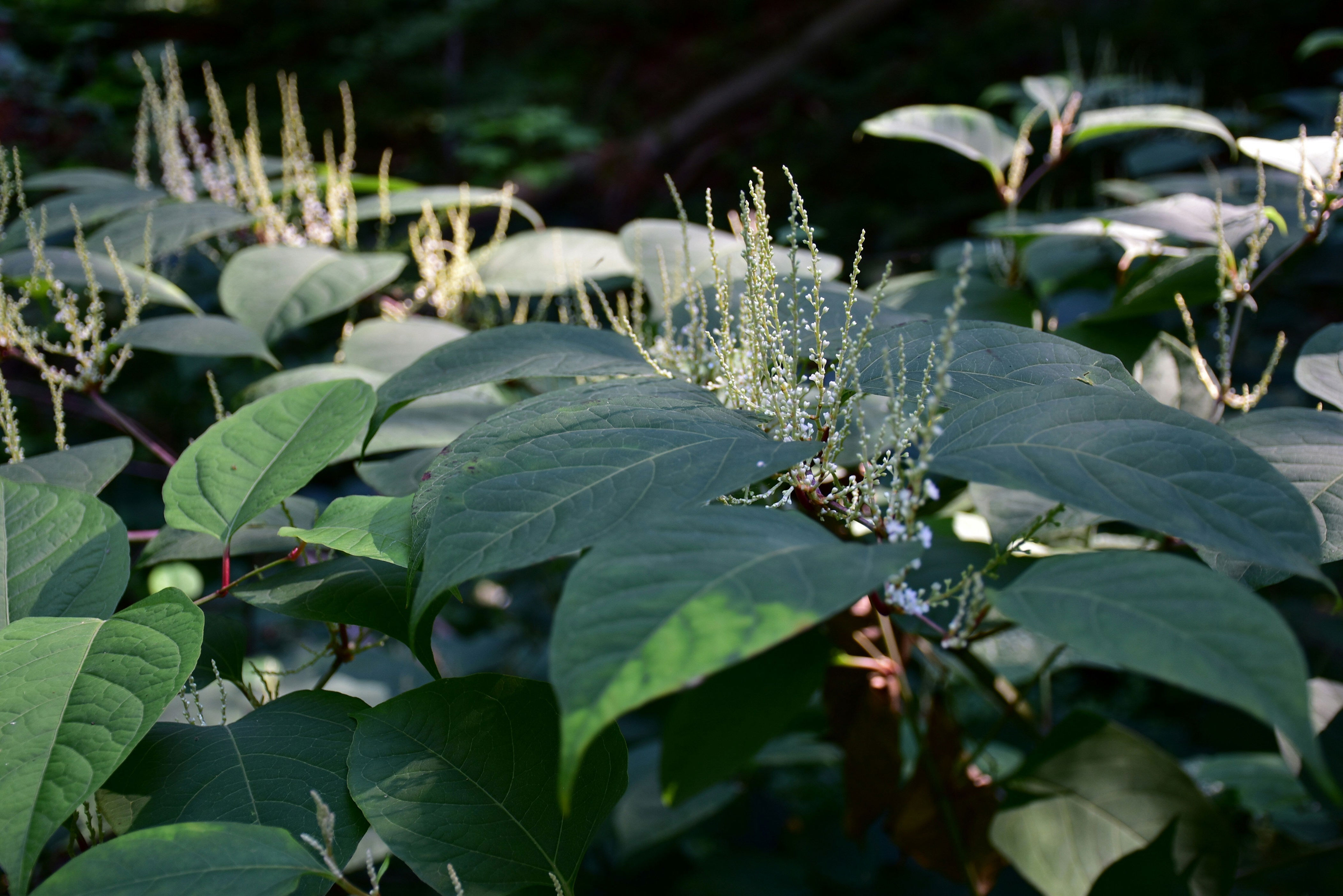 5 garden plants a horticulturalist says to kill or stop, and 12 'weeds ...
