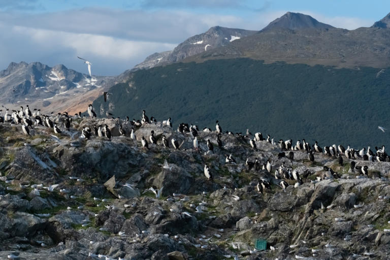 Perché la discarica di Ushuaia è diventata la meta preferita di chi fa ...