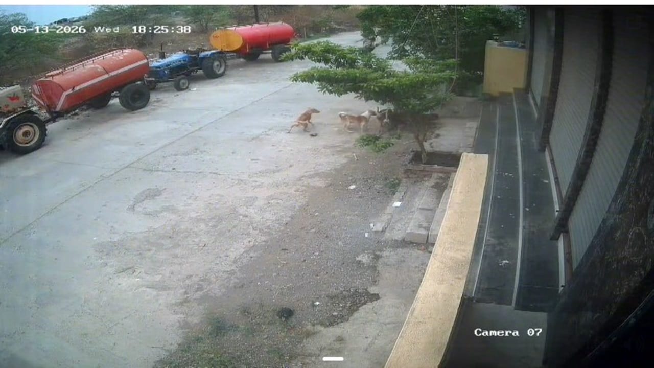 Four-year-old boy bitten by six stray dogs in Maharashtra’s Beed, video ...