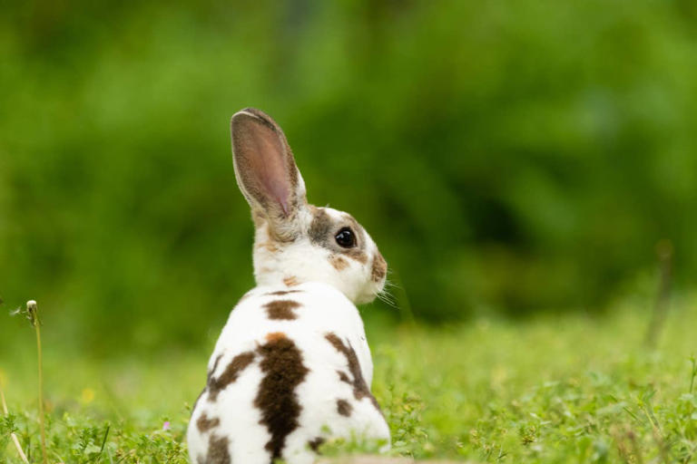 7 best pet rabbit breeds for beginners, according to a vet