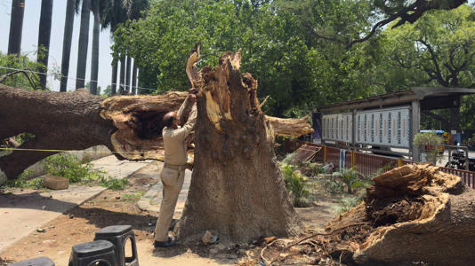 A temporary shelter is set up next to a fallen tree in Prayagraja. Pic: AP