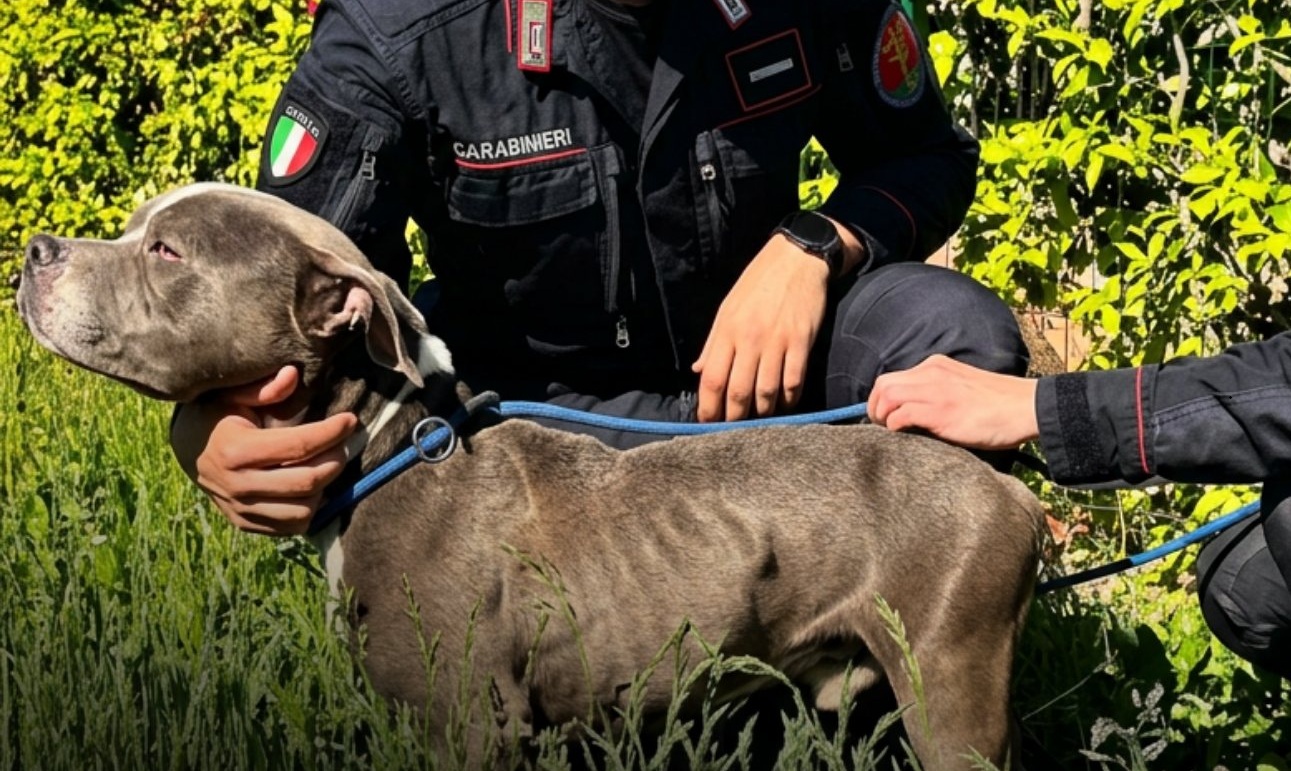 Cane denutrito e nascosto in garage: Amstaff salvato dai Carabinieri ...