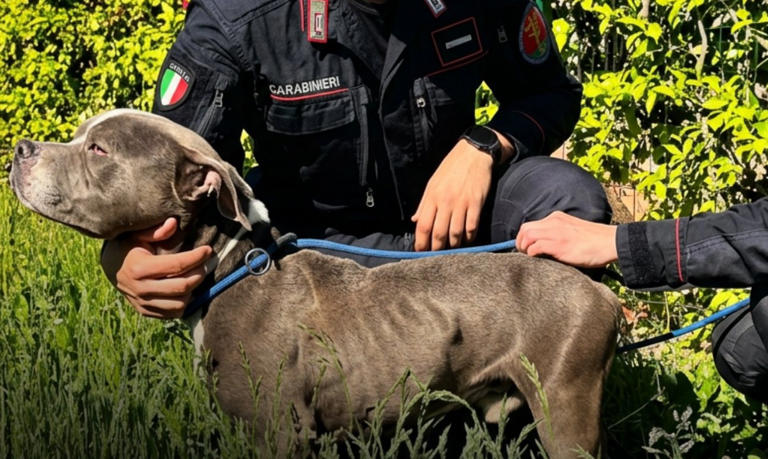 Cane denutrito e nascosto in garage: Amstaff salvato dai Carabinieri ...