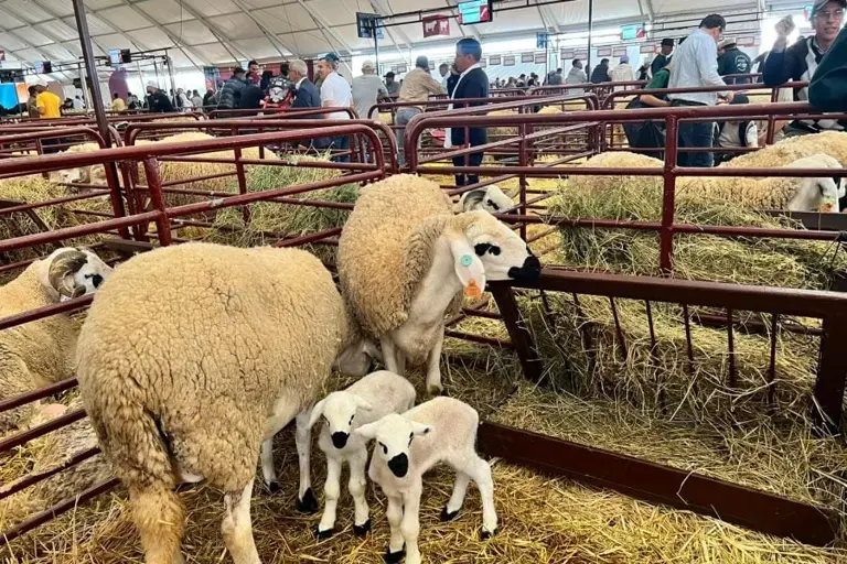Morocco announces 8-9 million Eid livestock supply, above expected demand