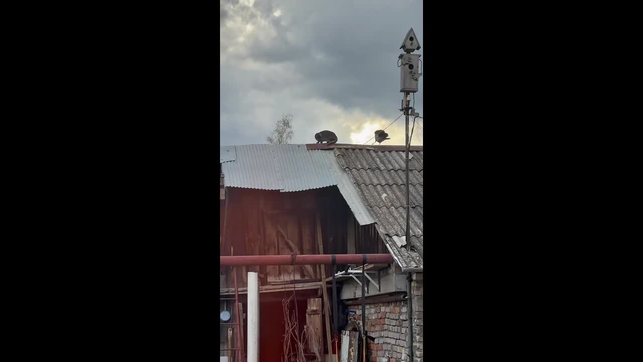 Two crows repeatedly peck cat on rooftop in Bashkortostan, Russia