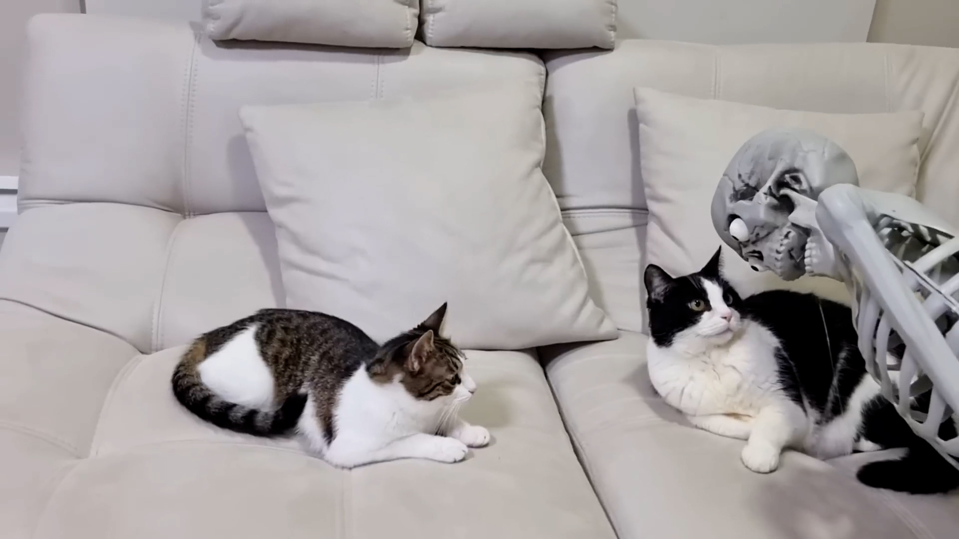 Cats meet Mr Skeleton and stay suspicious