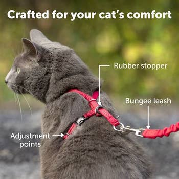 Cat wearing a harness with labeled features: rubber stopper, bungee leash, and adjustment points. Text: