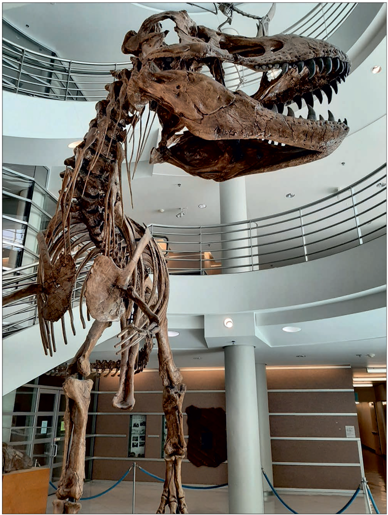 The surprising reason why T rex had short arms