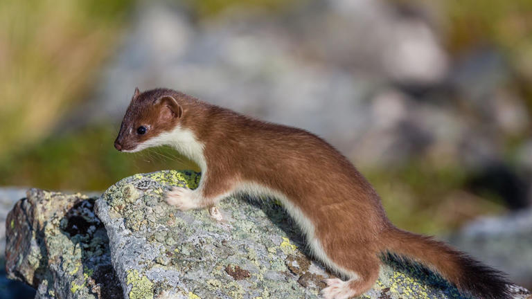 Invasive stoats spread to Orkney's outer isles