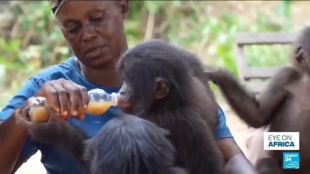 From poachers to refuge: The world's only bonobo orphanage is hidden in ...