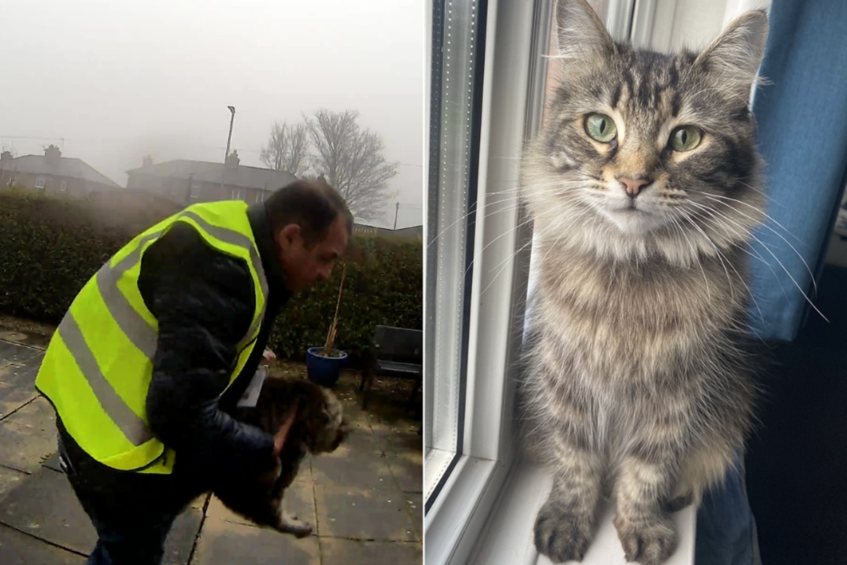 Amazon delivery driver spared prison after stealing pet cat
