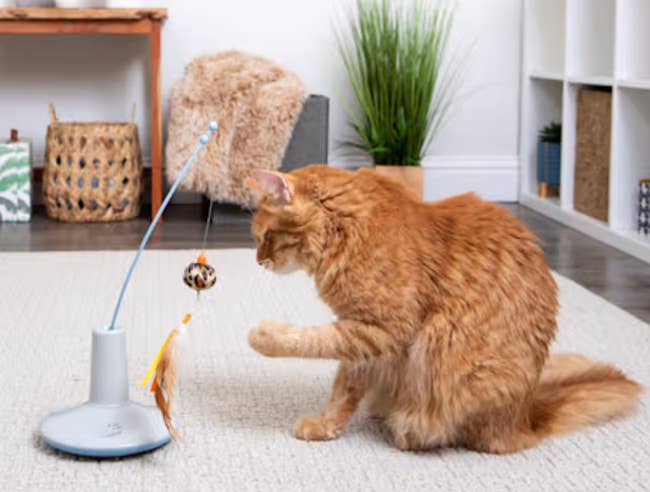 Cat playing with an interactive toy on a carpeted floor in a cozy, modern living room setting
