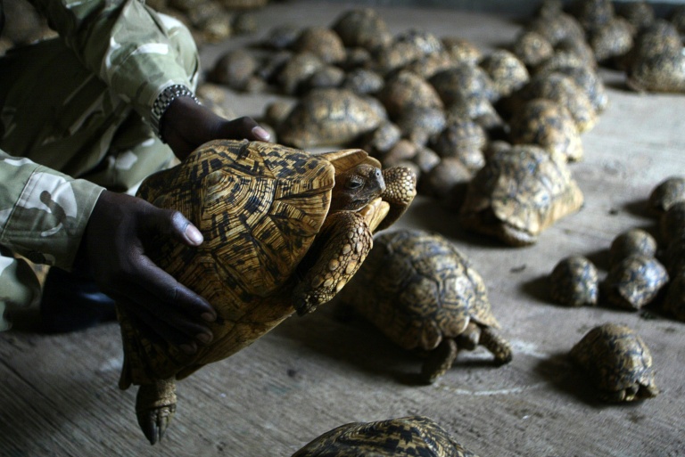 Kenya's reptile pet trade surges as species decline: report