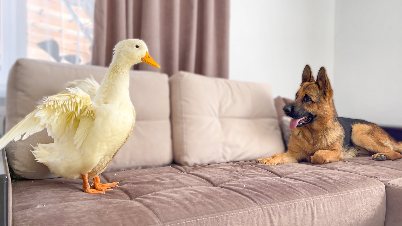Funny German shepherd meets a giant duck
