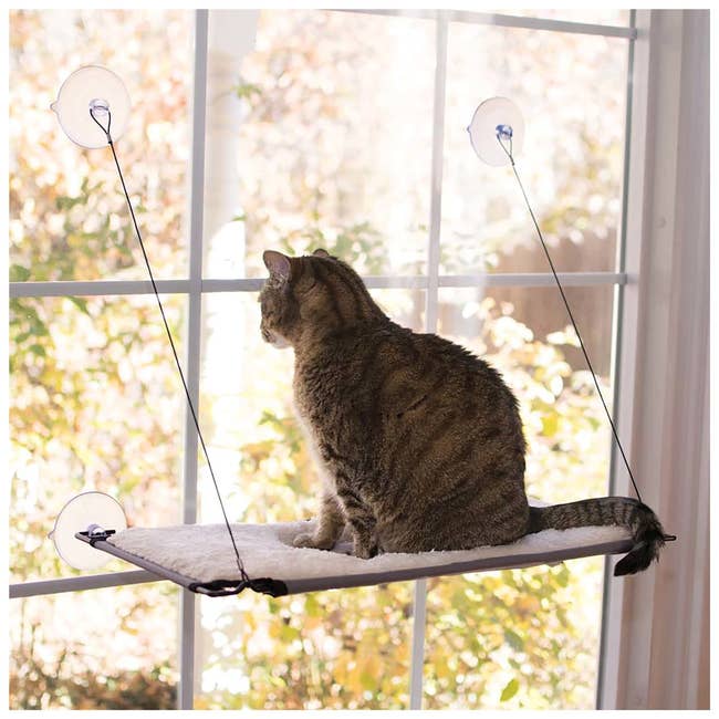 Cat sits on a window perch with suction cups, looking outside