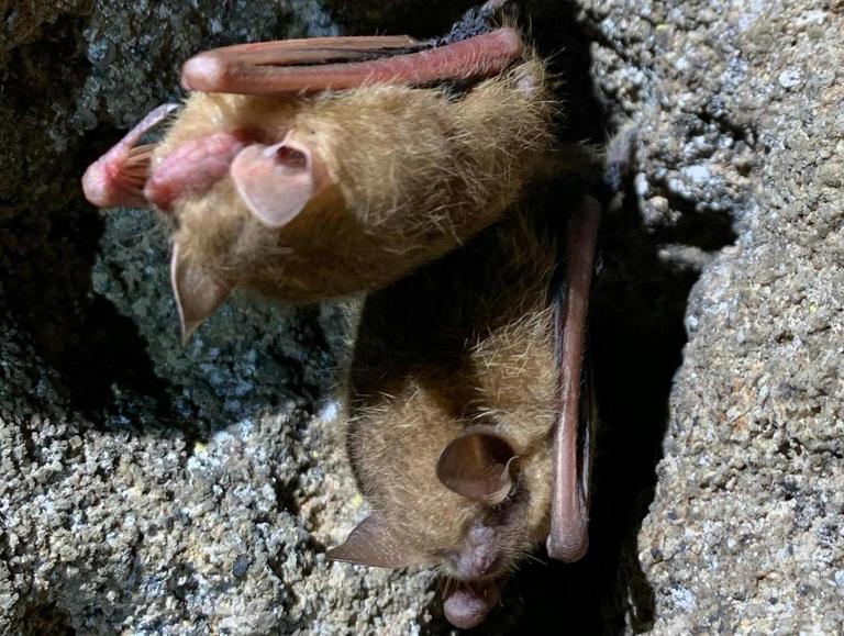 How much is a bat worth? Protecting these tiny insect-eaters isn’t just ...