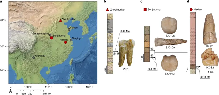 Homo erectus and modern humans may have more in common than previously ...