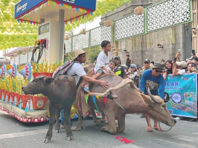 375 carabaos participate in Kneeling Carabao Festival