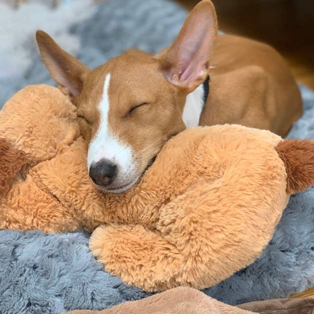 Dog sleeping with head resting on a plush toy