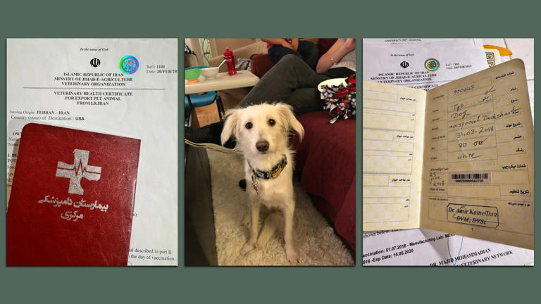 This San Diego dog traveled from Iran to find her home