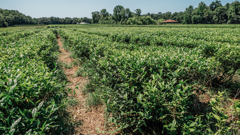The state that produces the most tea in the US