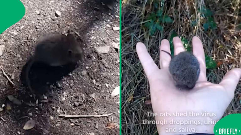 Woman filmed handling wild rodent in Argentina hantavirus-linked area