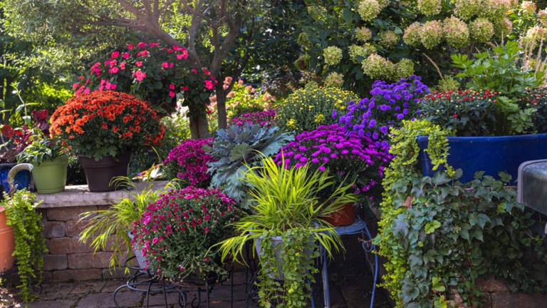 How to grow a perennial garden in pots and containers