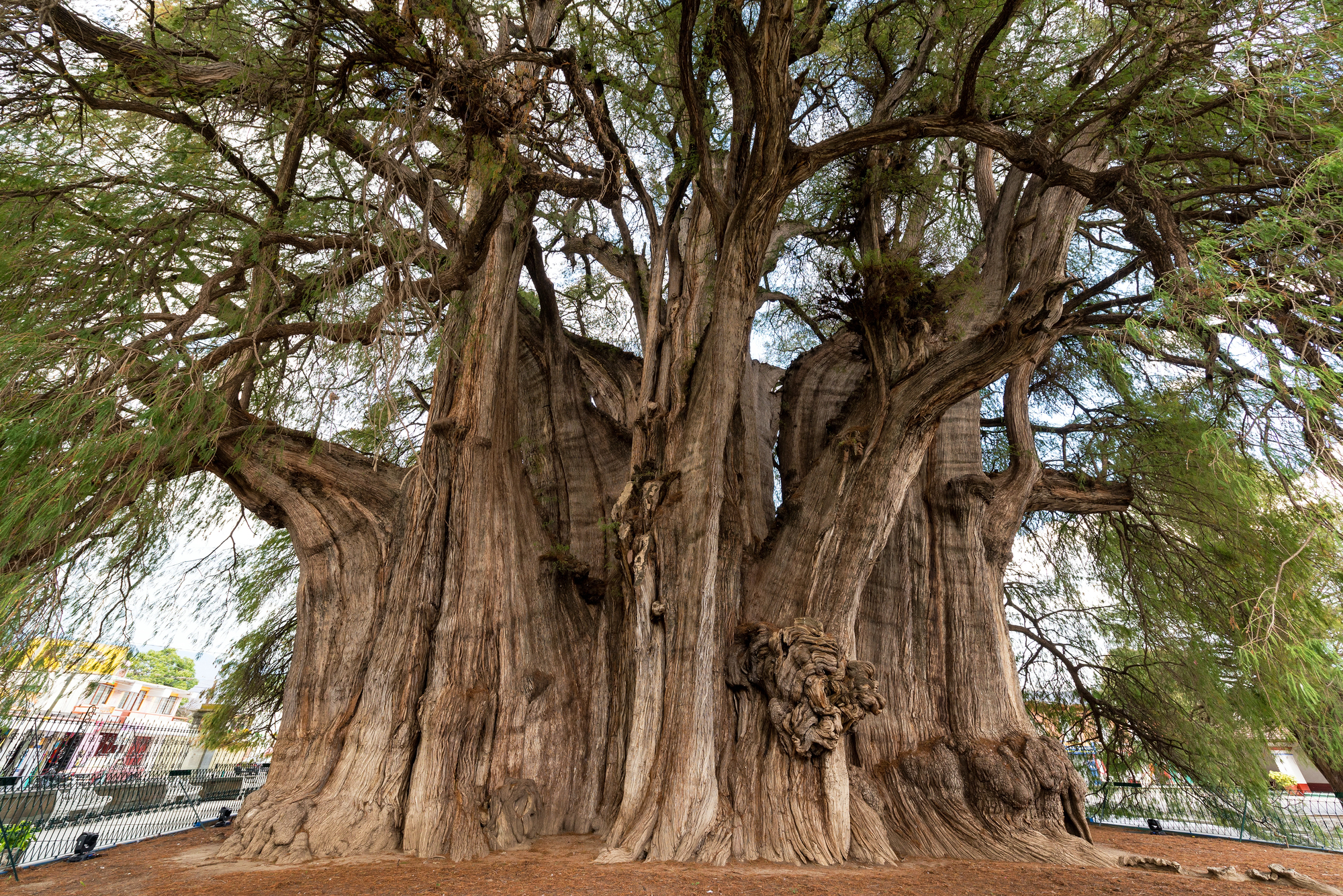 15 trees so massive they have their own ecosystems inside them