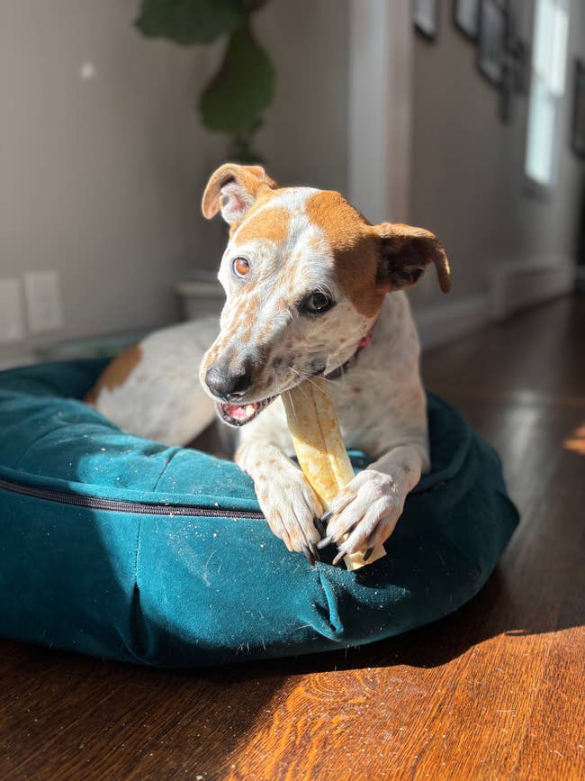 Dog lying on a cushion, chewing a bone with a content expression, in a sunlit room