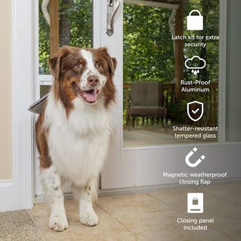 Dog standing by a pet door with features like latch kit, rust-proof aluminum, shatter-resistant glass, magnetic flap, and closing panel