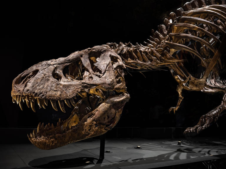 The surprising reason why T rex had short arms