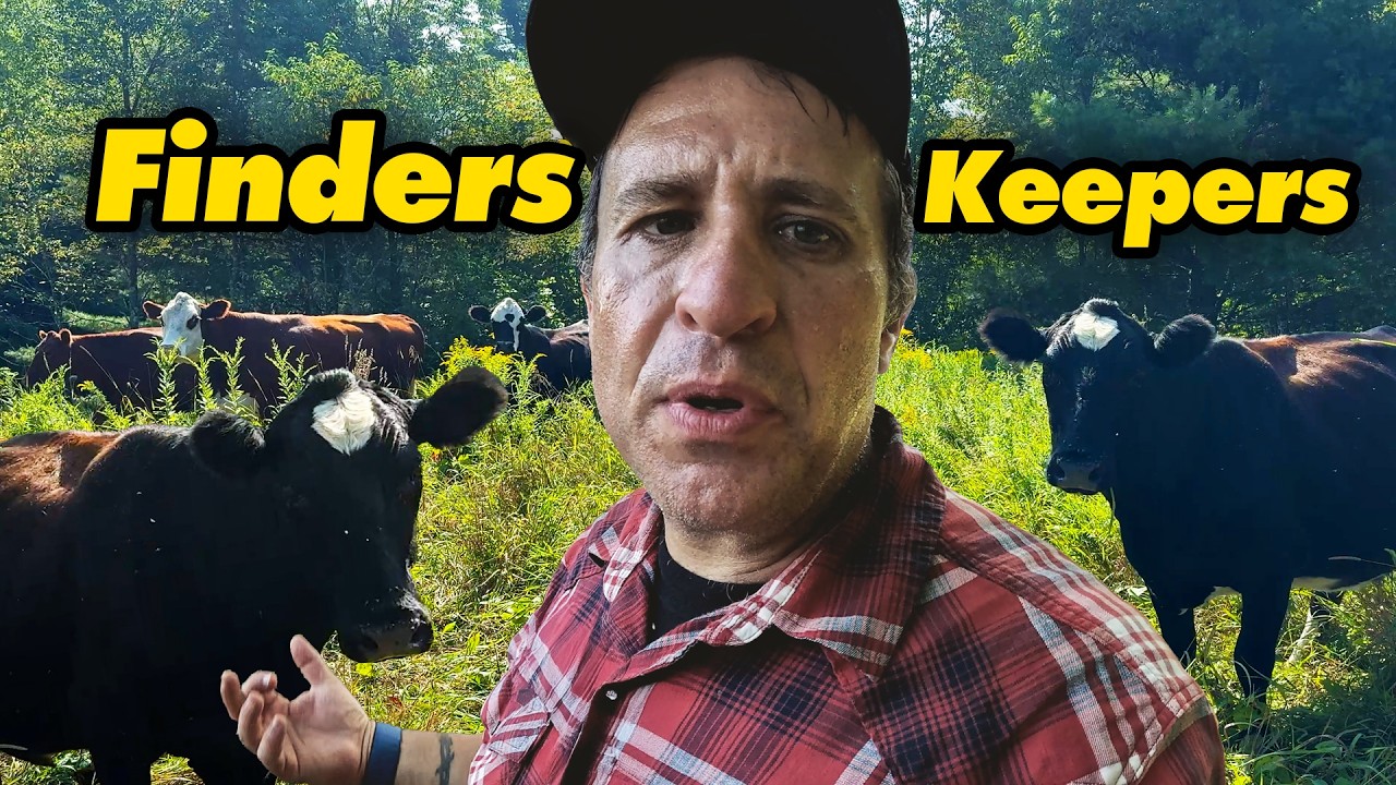 Watch pesky neighboring cattle invade a peaceful family farm today