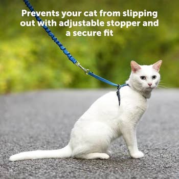 Cat on leash with text: