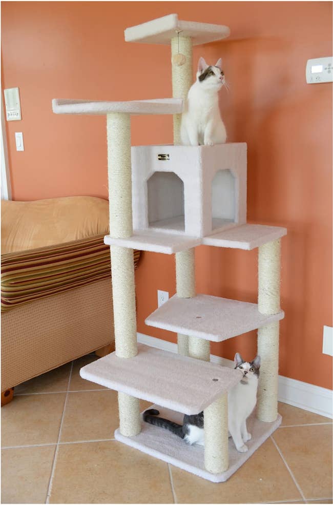 Two cats playing on a beige multi-level cat tree in a living room, showcasing a cozy space for pets