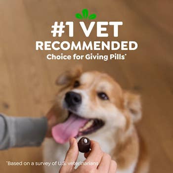 Person giving a pill to a happy dog. Text: