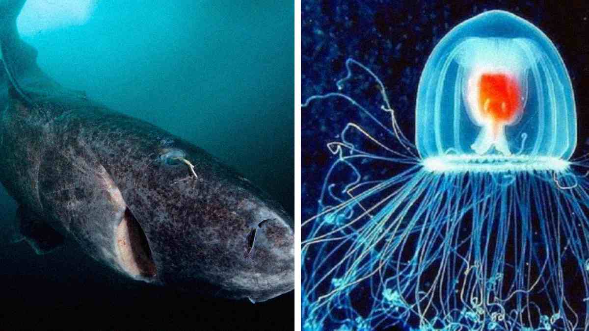 15 animals that don’t age the way humans do