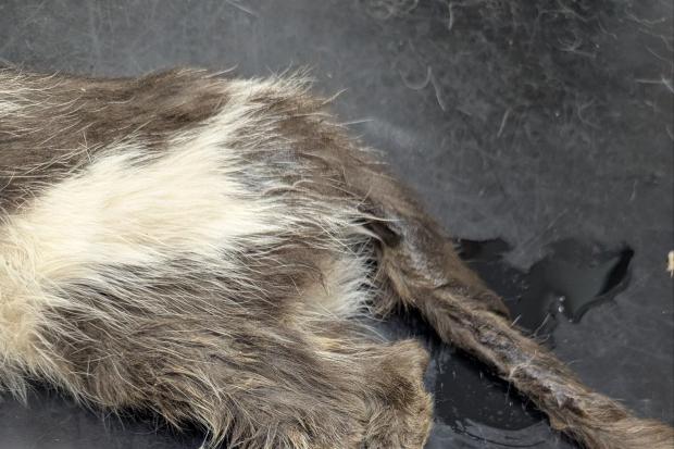 View of Pair banned from keeping animals after neglect led to cats being put down
