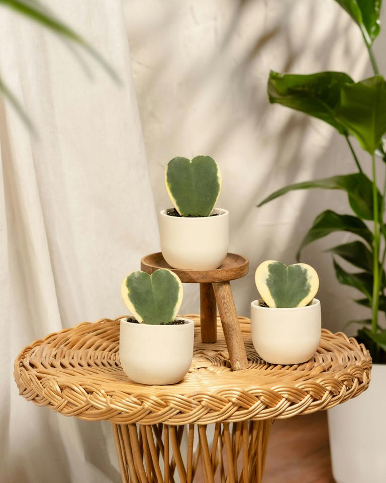 Adiós a las plantas de siempre: 9 especies de interior singulares que ...