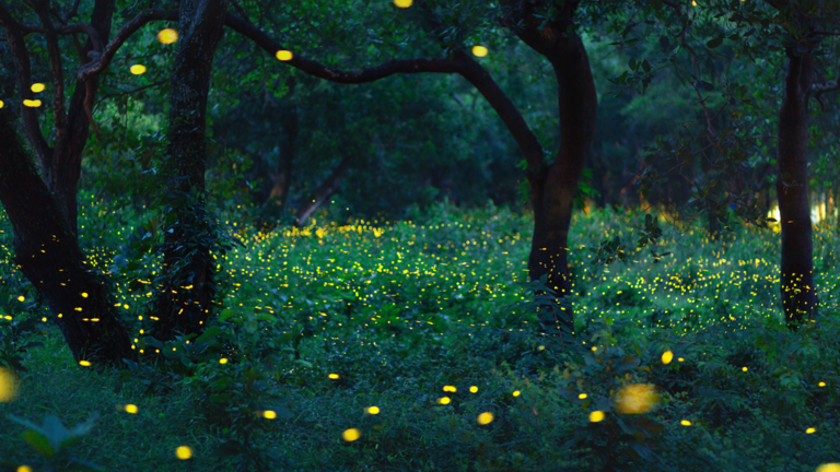 5 real bioluminescent forest wonders after dark