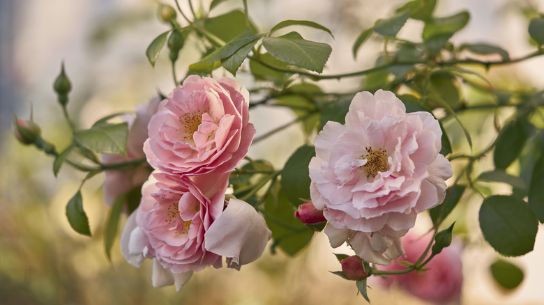 The best place to plant garden roses (and where to avoid)