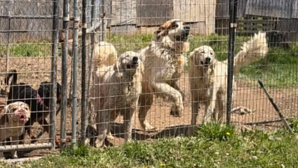 29 dogs, 4 horses rescued after being abandoned at Pennsylvania property