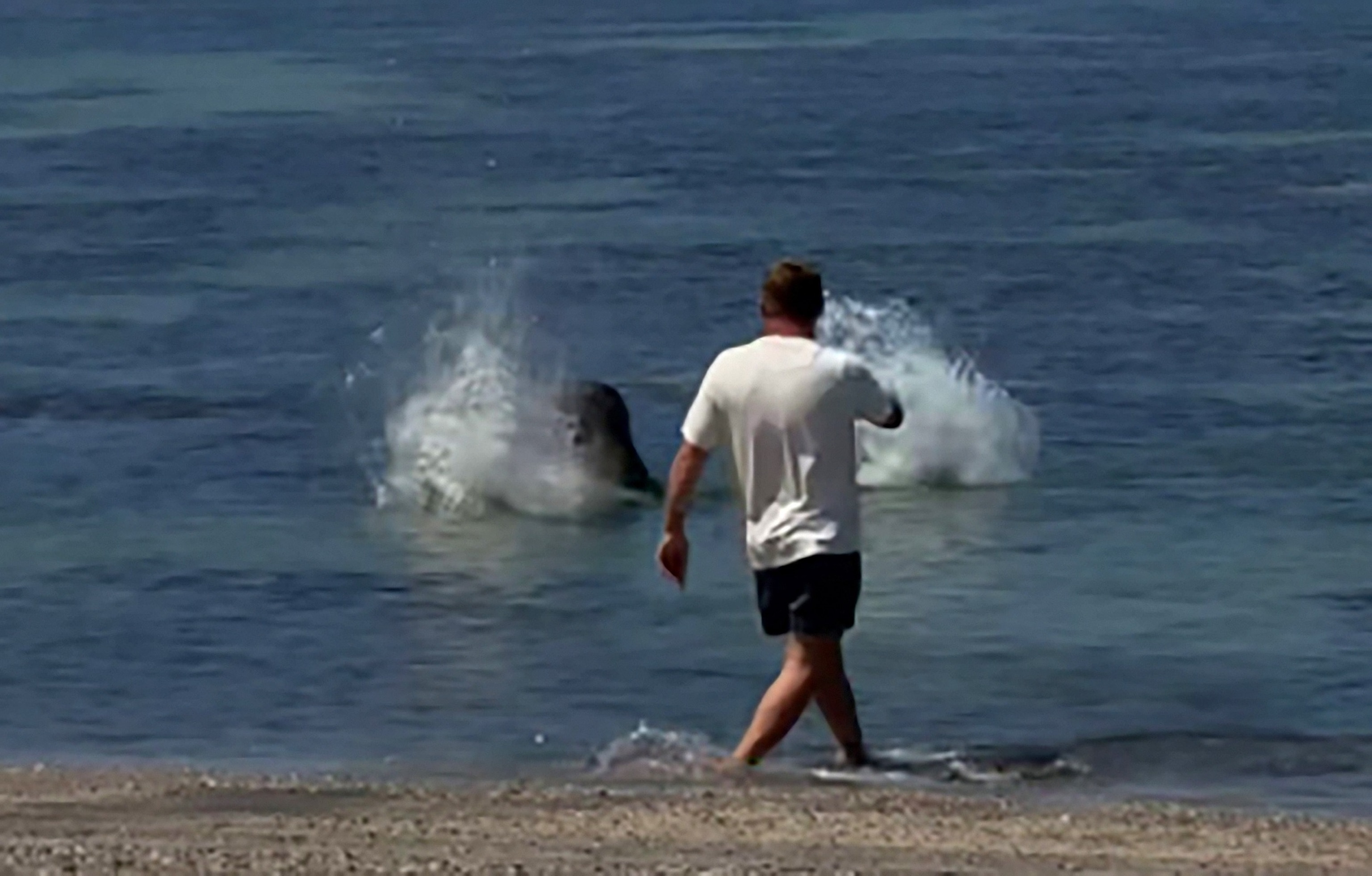 Tourist charged after allegedly throwing rock at endangered seal in Hawaii