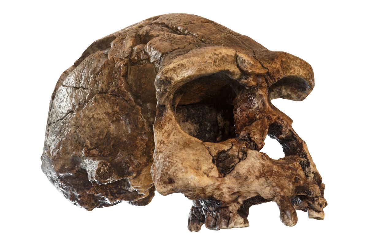 Early human ancestors processed and transported meat 1.6 million years ago