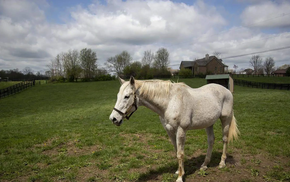 Prize horse fuels debt debate amid costly upkeep