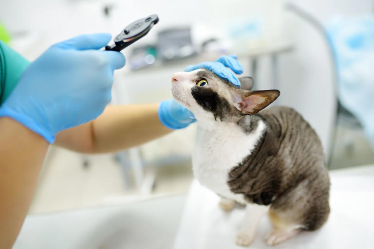 CDC confirms evidence of bird flu transmission from pet cat to human ...