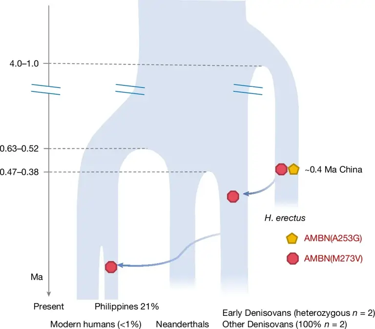 Homo erectus and modern humans may have more in common than previously ...