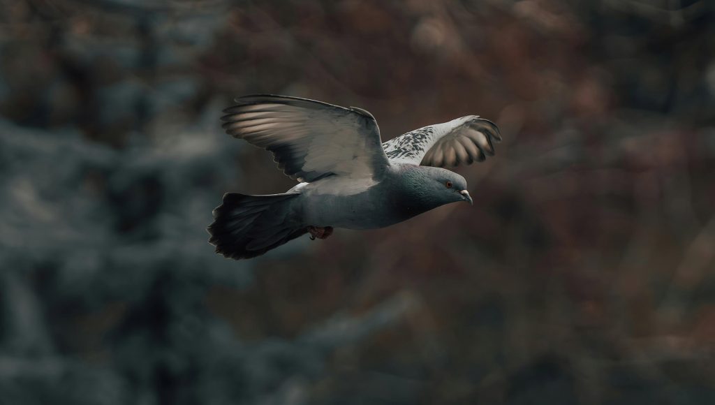 Why humans once trusted pigeons more than machines