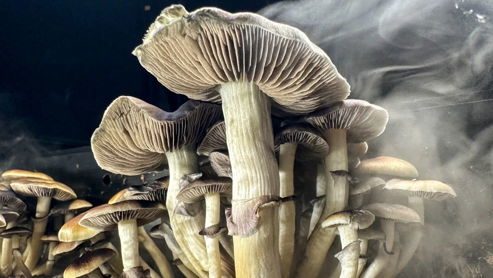 MD Anderson tests psilocybin therapy to ease cancer distress