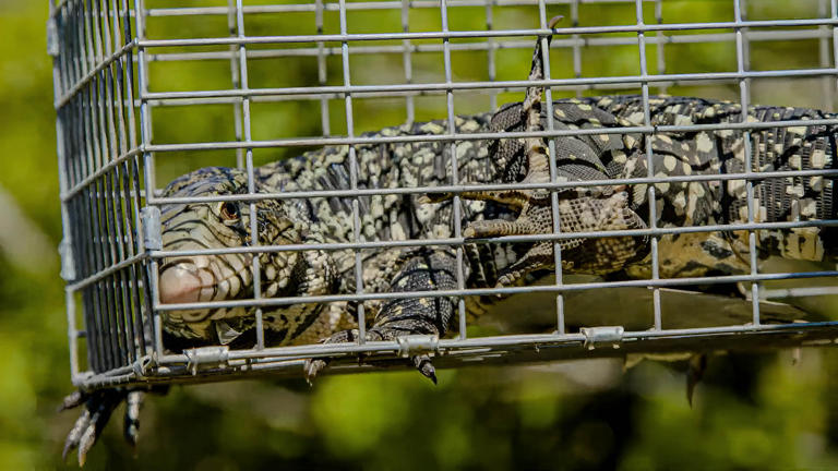 Inside the fight to protect the Everglades from an invasive predator