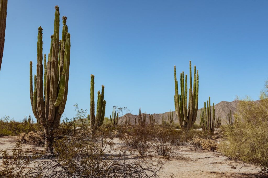 Pachycereus: i giganti tra i cactus